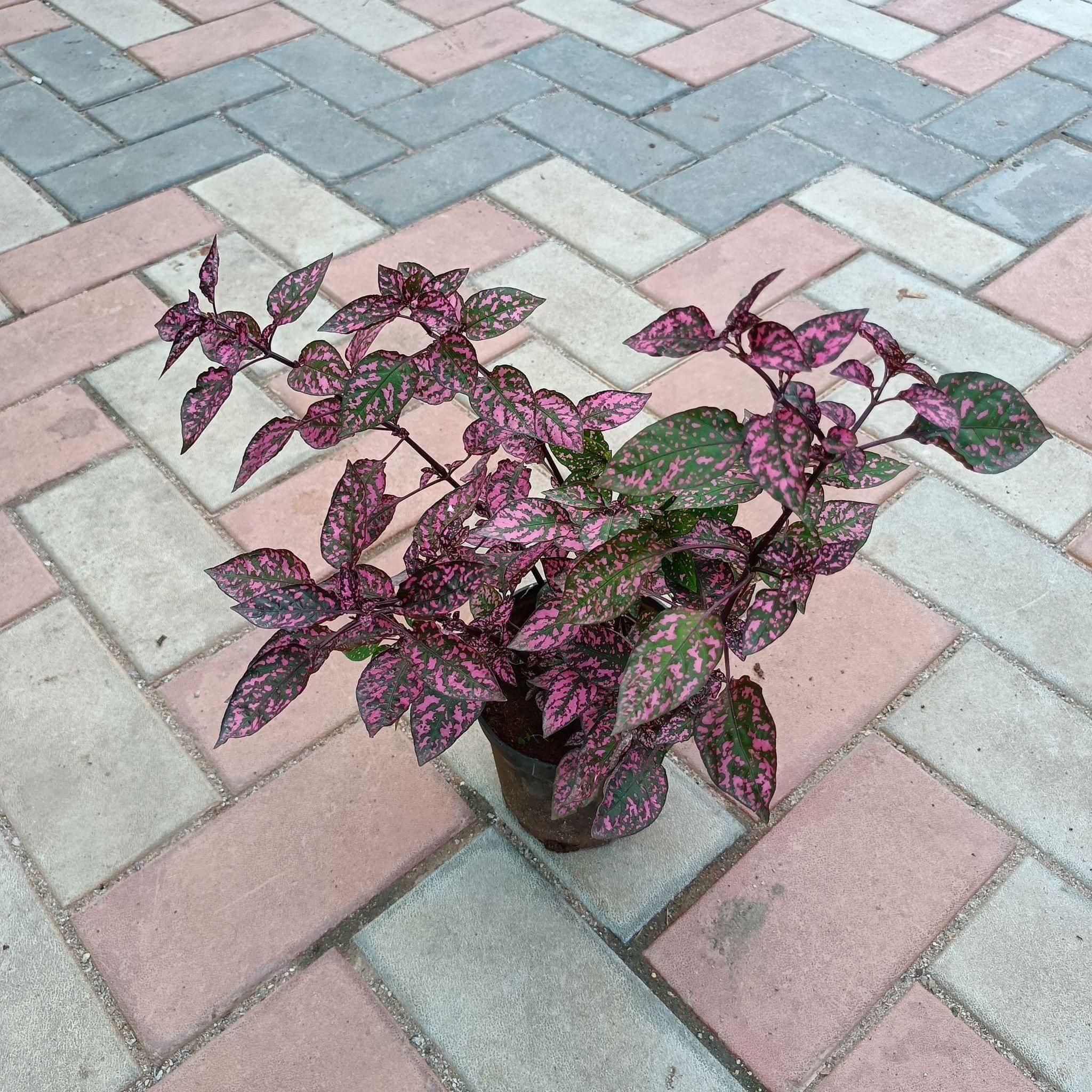 Hypoestes / Polka Dot Red 4 Inch Nursery Pot