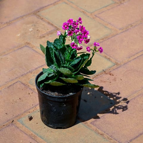 Kalanchoe Pink in 4 Inch Nursery Pot