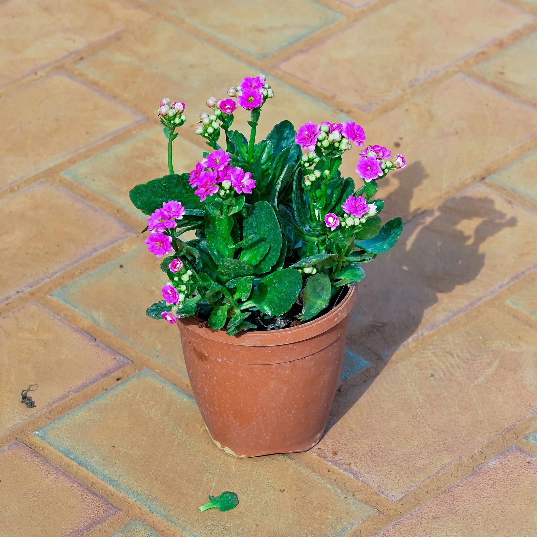Kalanchoe Pink Succulent in 5 Inch Nursery Pot