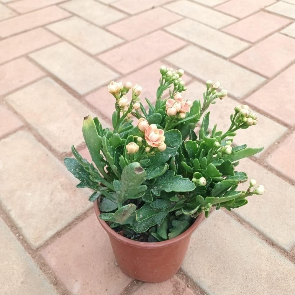 Kalanchoe Succulent (any colour) in 4 Inch Nursery Pot