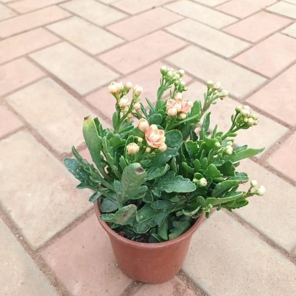 Kalanchoe Succulent (any colour) in 4 Inch Nursery Pot