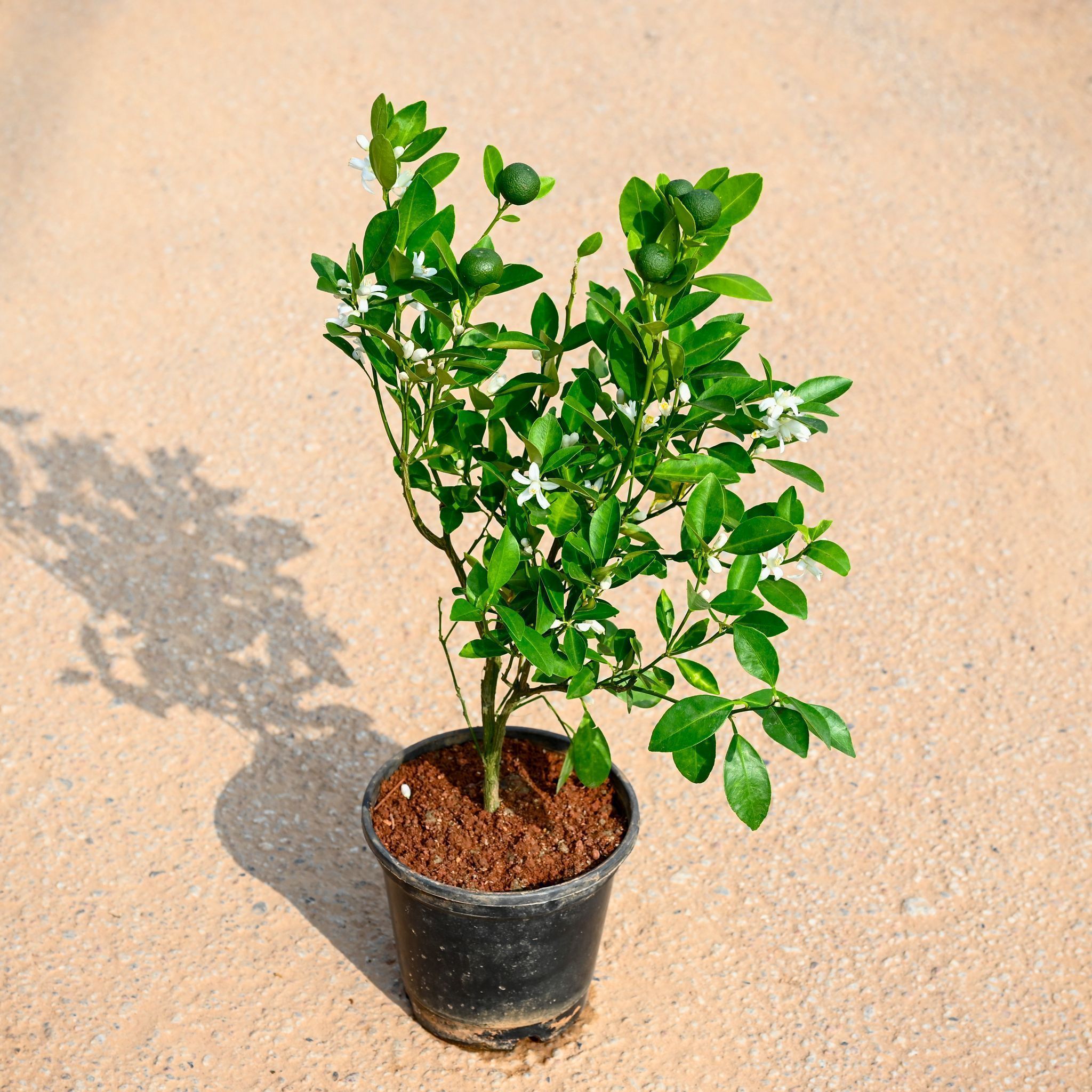 Lemon / Nimbu Plant (~ 2 Ft) in 6 Inch Nursery Pot