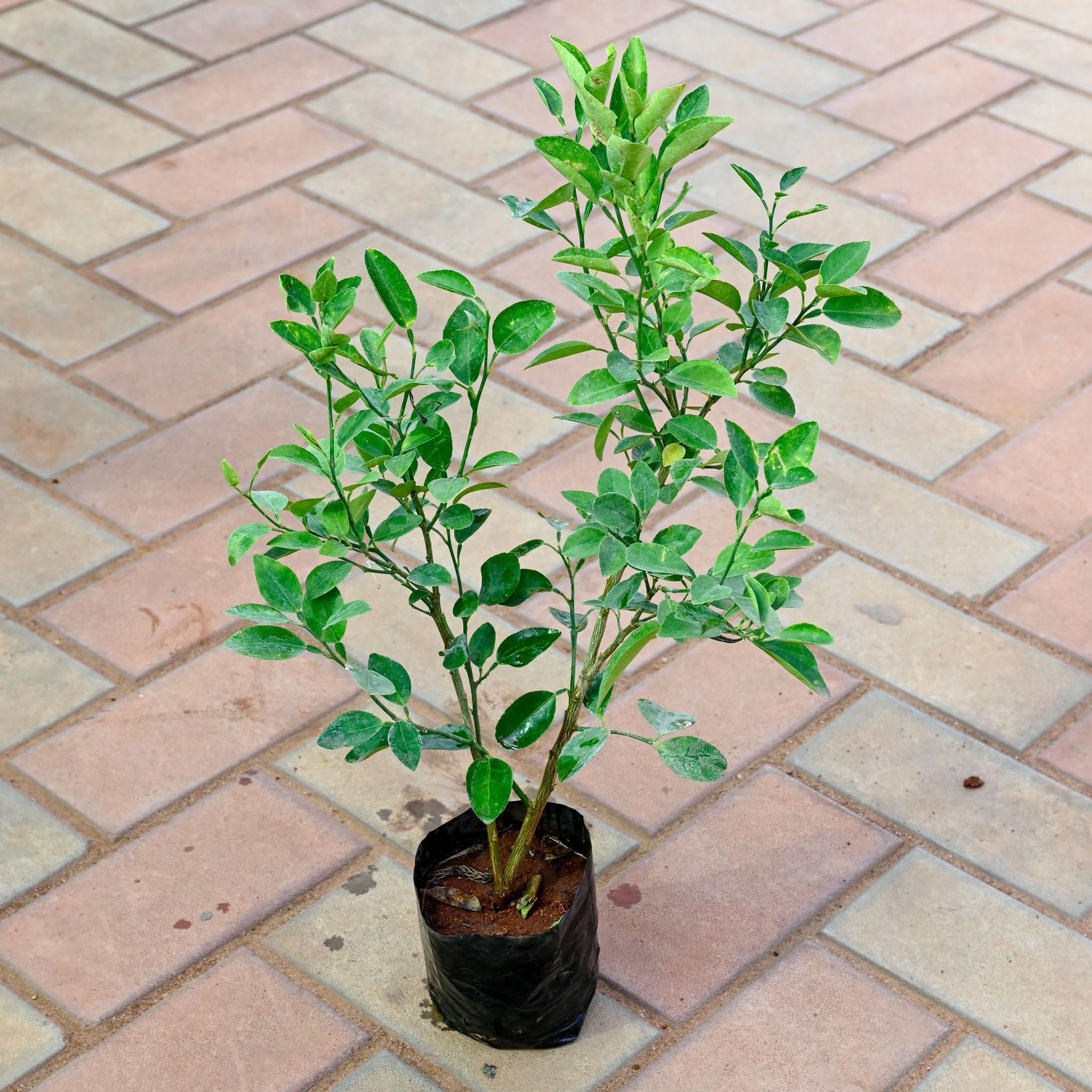 Lemon Plant in 4 Inch Nursery Bag