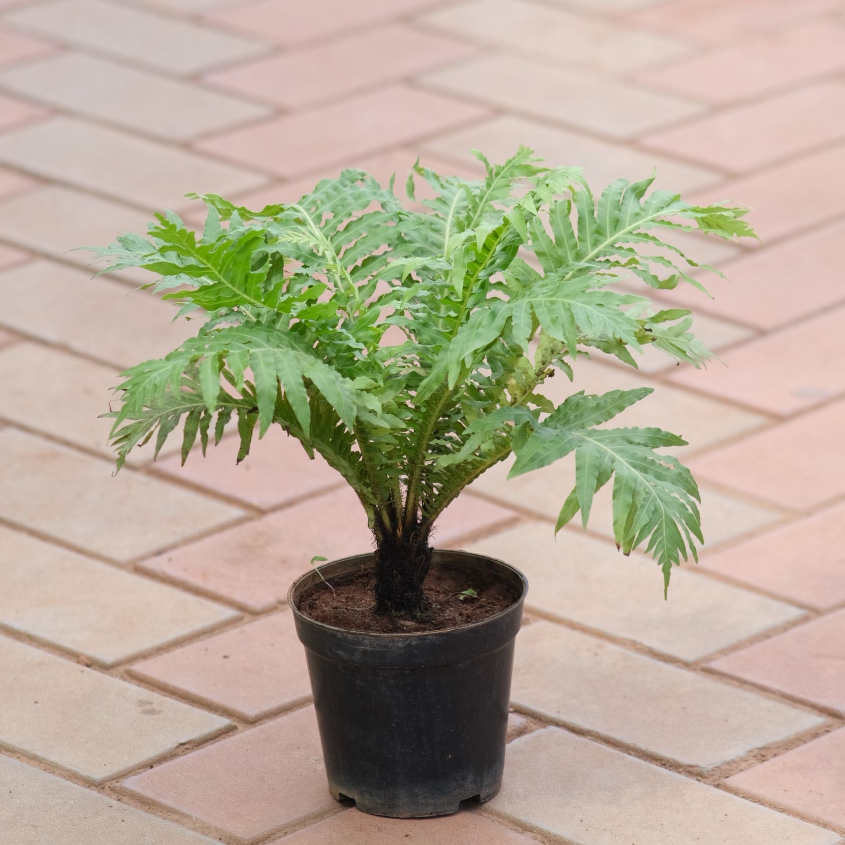 Moss Fern in 5 Inch Nursery Pot