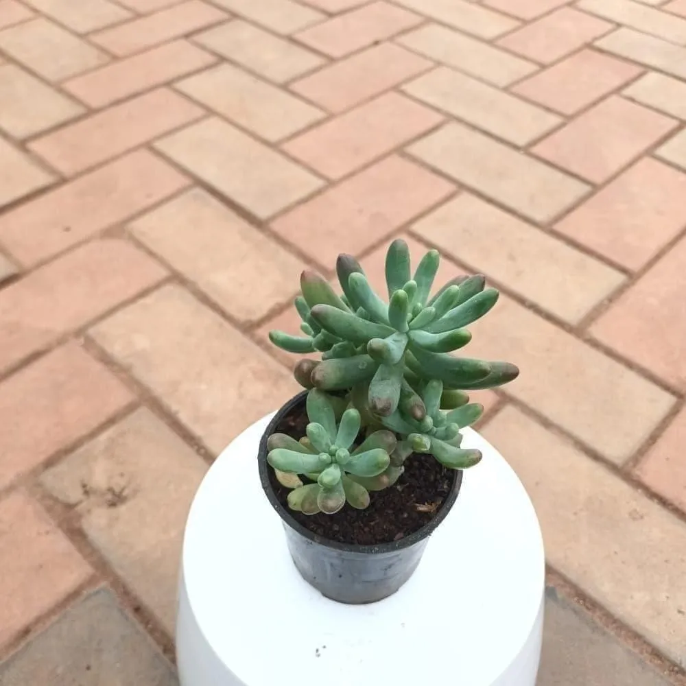 Pachyphytum / Small Munga Succulent in 3 Inch Nursery Pot