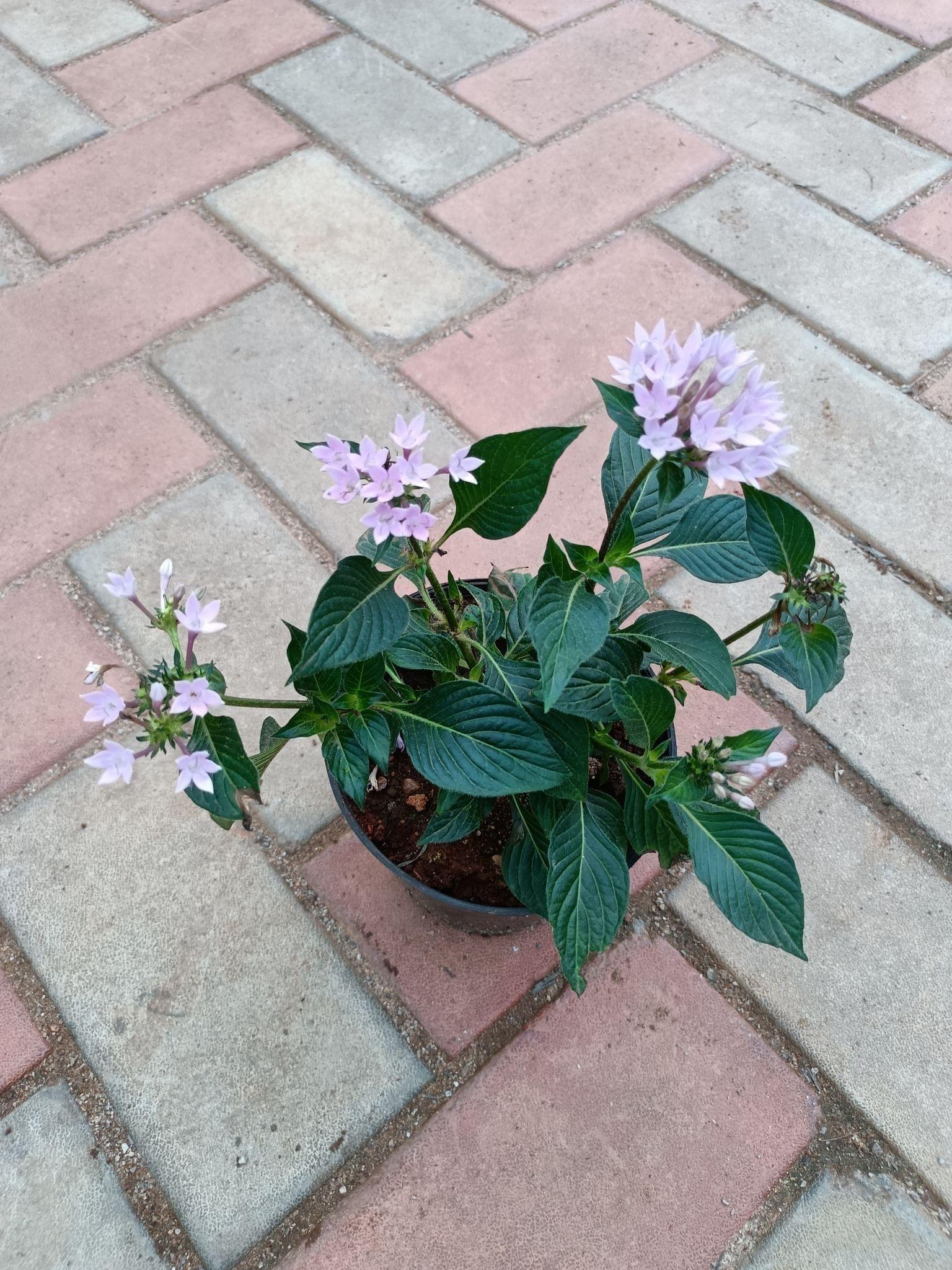 Pentas Purple in 4 Inch Nursery Pot
