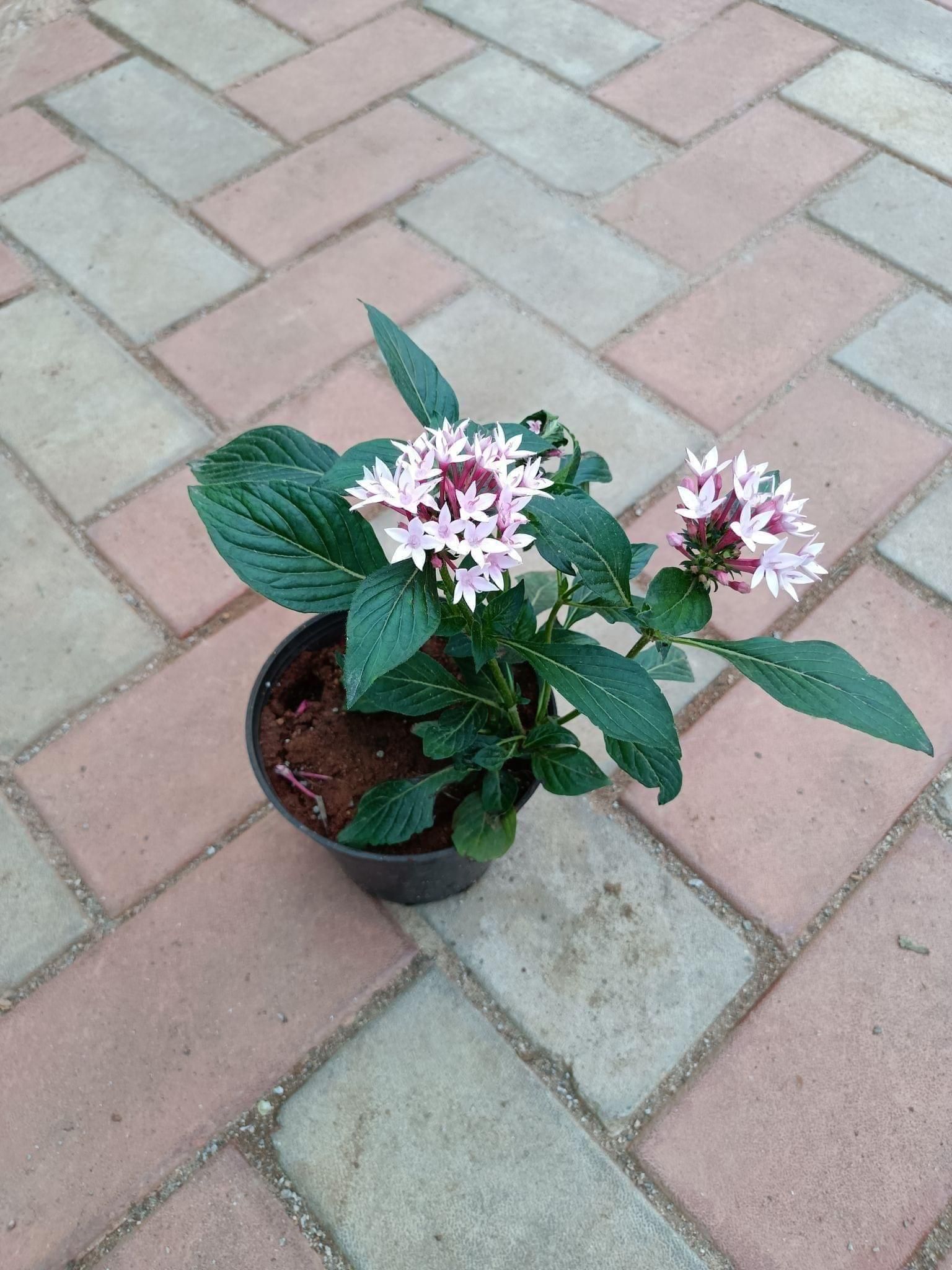 Pentas Pink in 4 Inch Nursery Pot