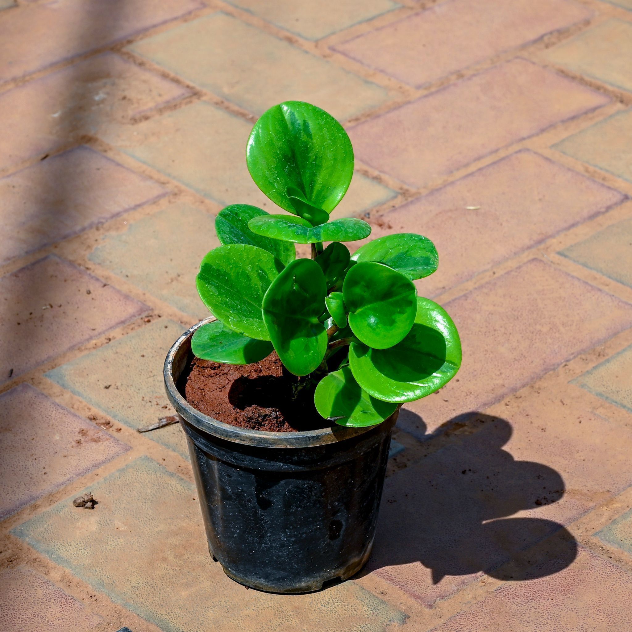 Peperomia Obtusifolia / Baby Rubber Plant in 4 Inch Nursery Pot