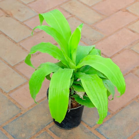 Philodendron Selloum in 5 Inch Nursery Pot