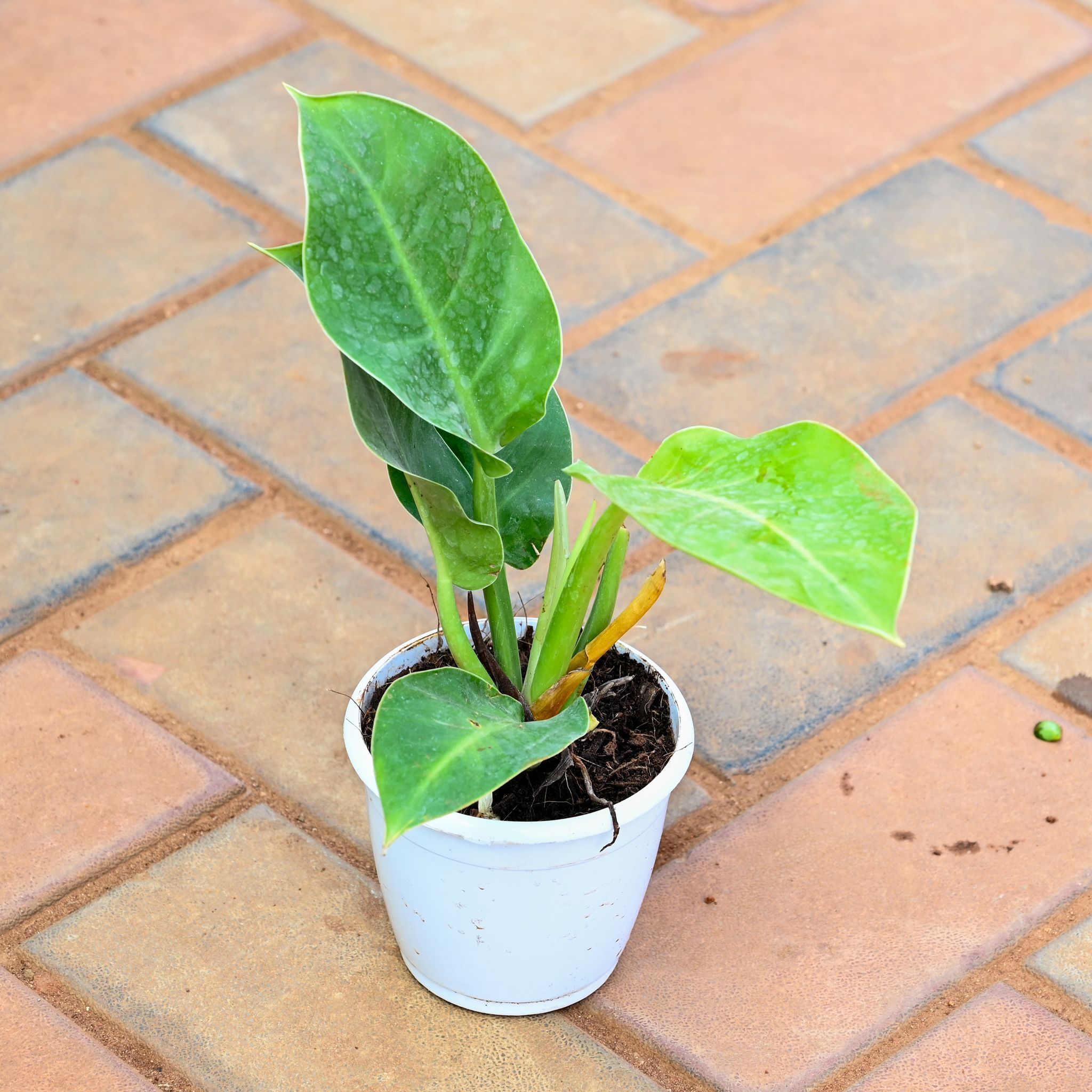 Philodendron Green in 5 Inch Nursery Pot