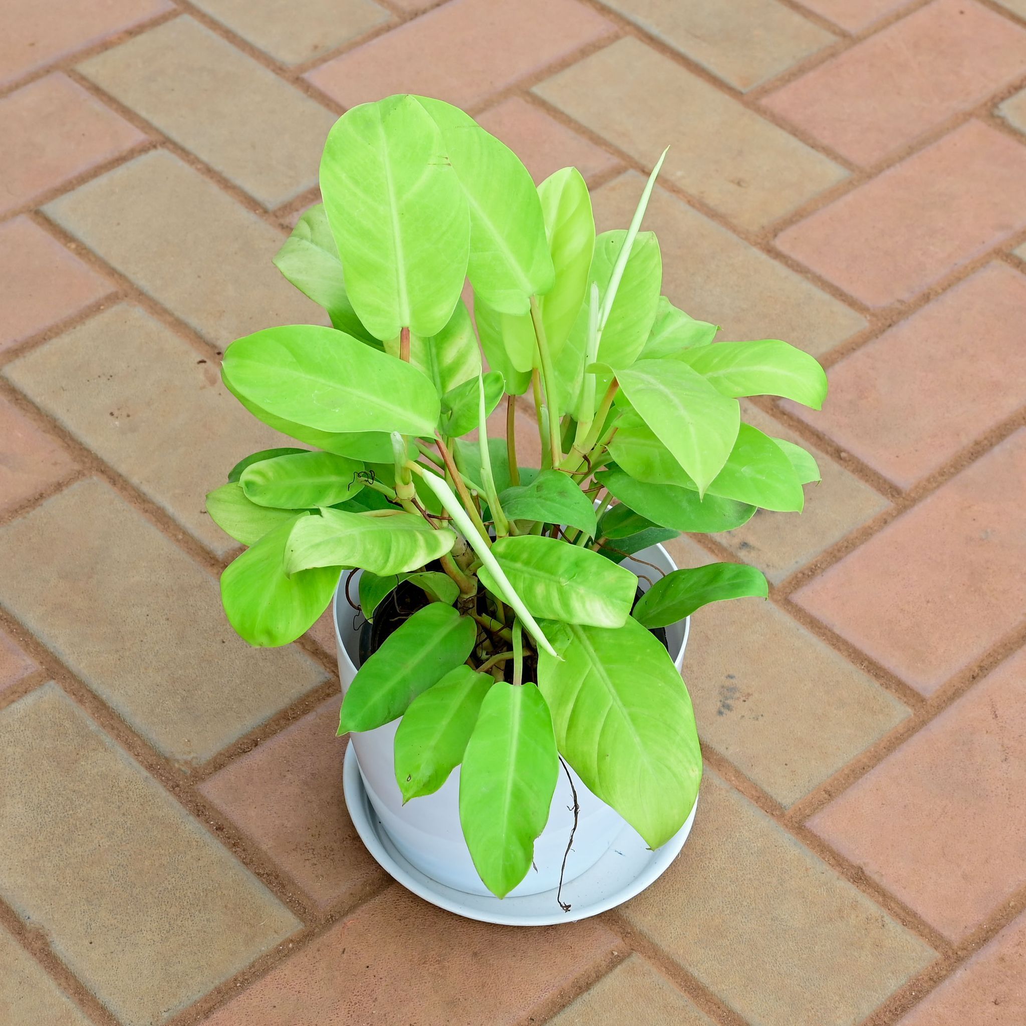 Philodendron Golden in 8 Inch White Premium Sphere Plastic Pot with Tray