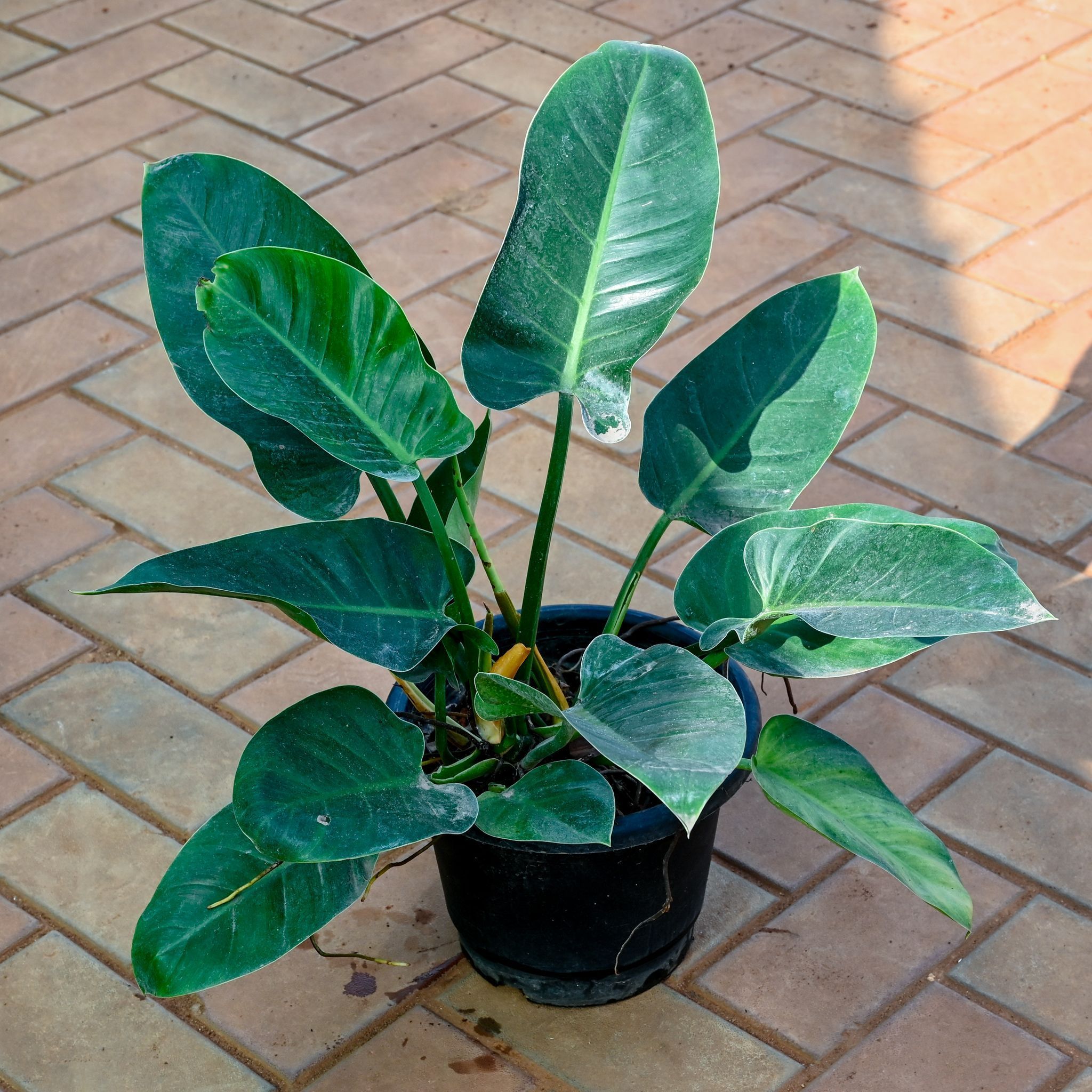 Philodendron Large Leaf Green in 10 Inch Nursery Pot