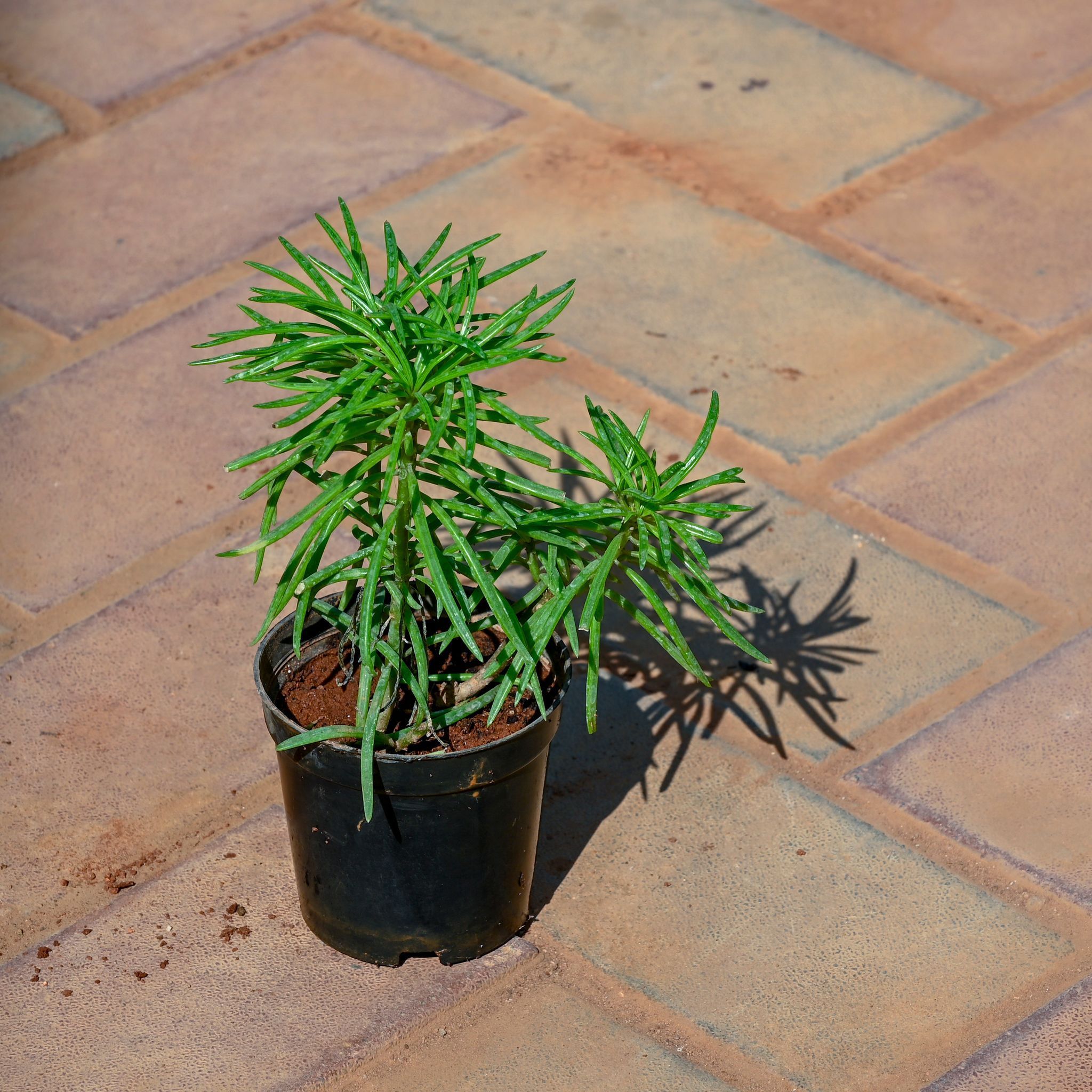 Pine Succulent in 4 Inch Nursery Pot