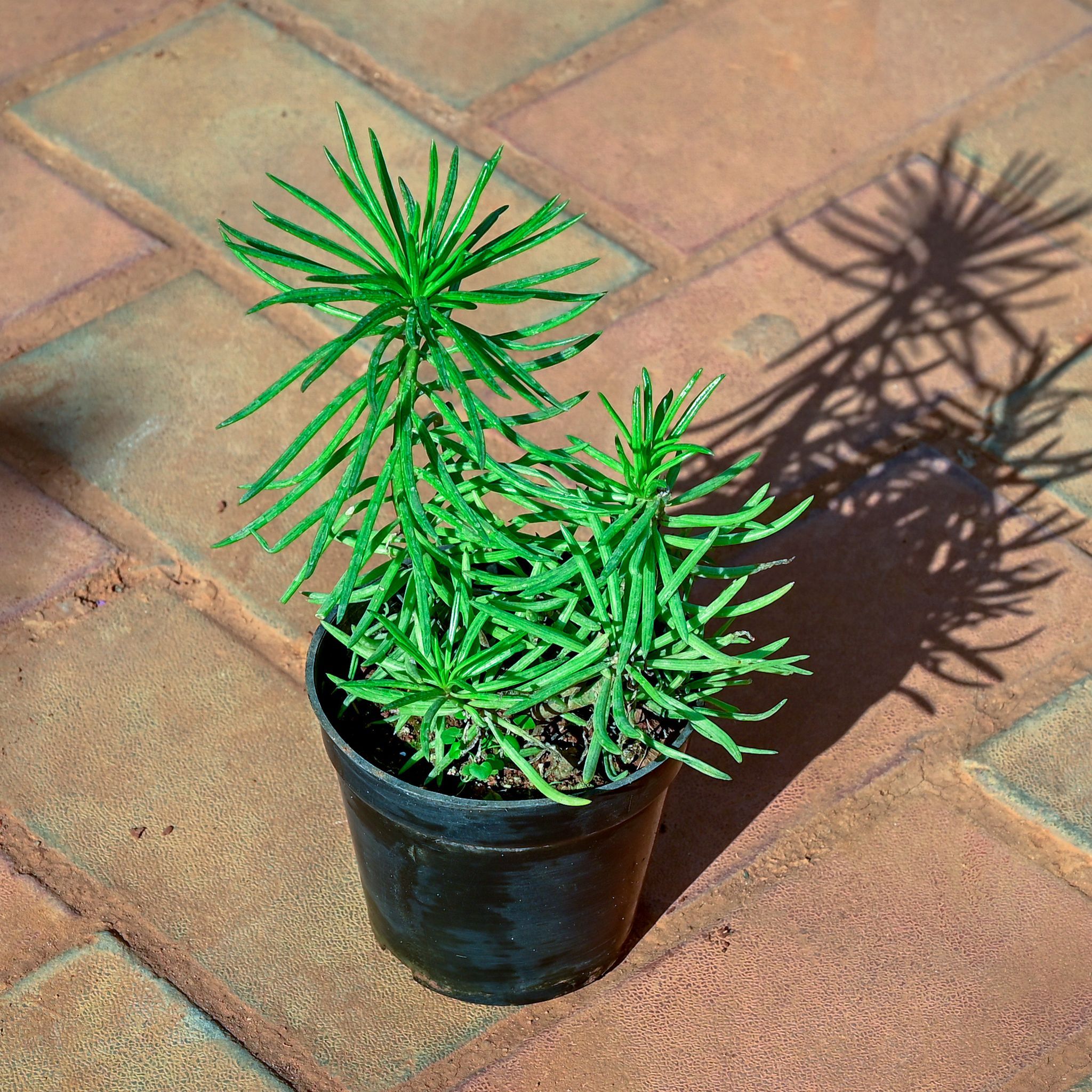 Pine Succulent in 4 Inch Nursery Pot