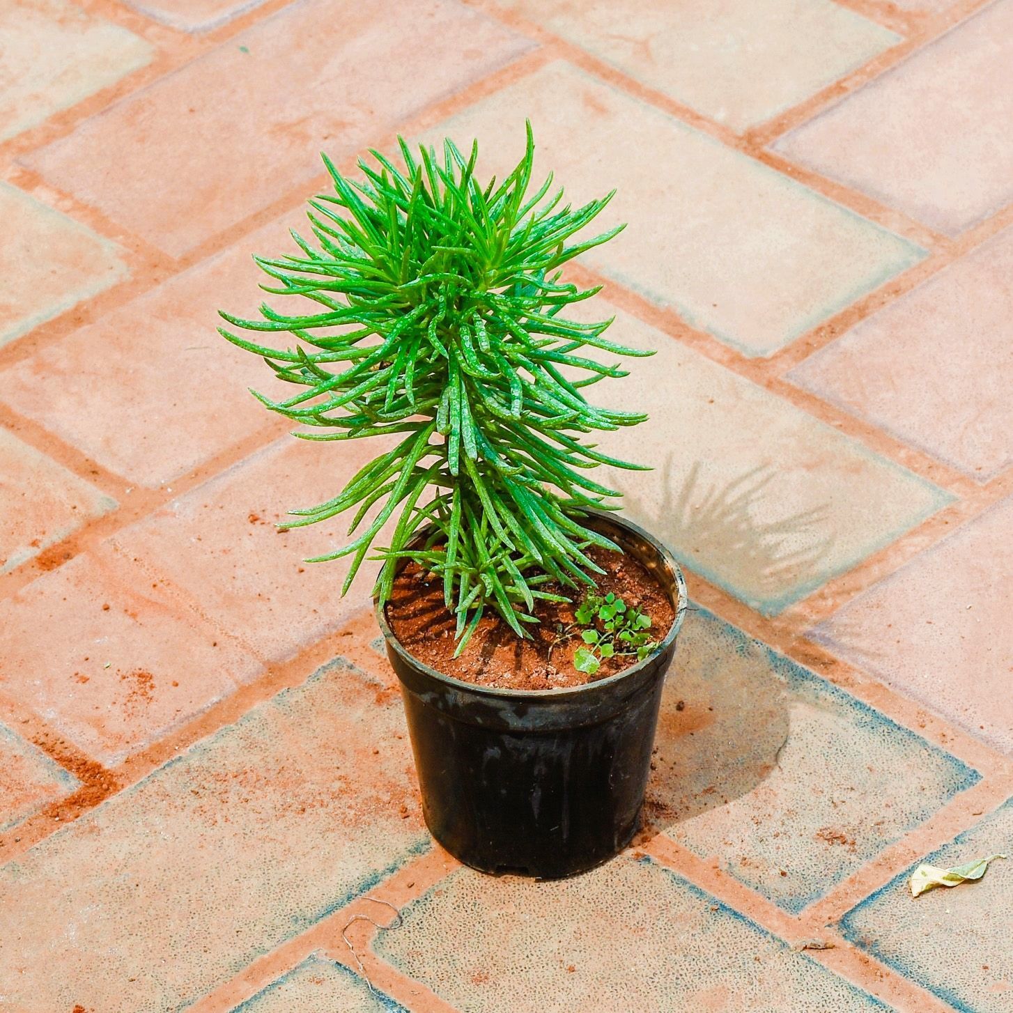 Pine Succulent in 5 Inch Nursery Pot