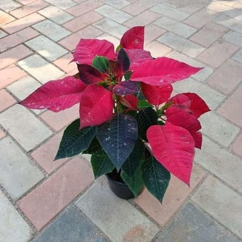 Poinsettia / Christmas Flower Red in 5 Inch Nursery Pot