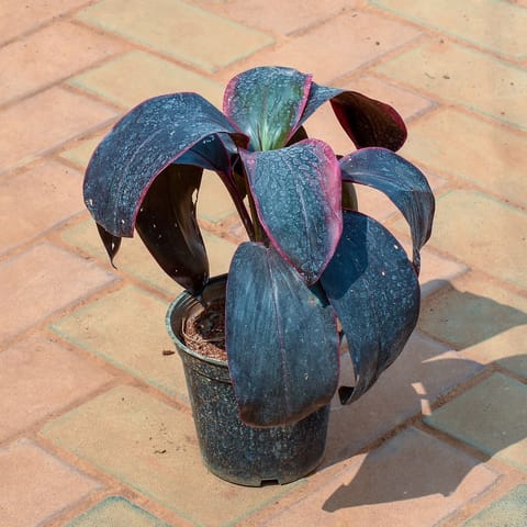 Dracaena Rosea in 5 Inch Nursery Pot