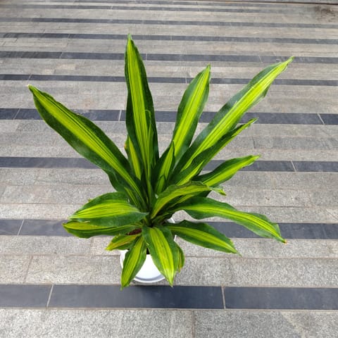 Dracaena Victoria in 10 Inch White Premium Sphere Plastic Pot with Tray