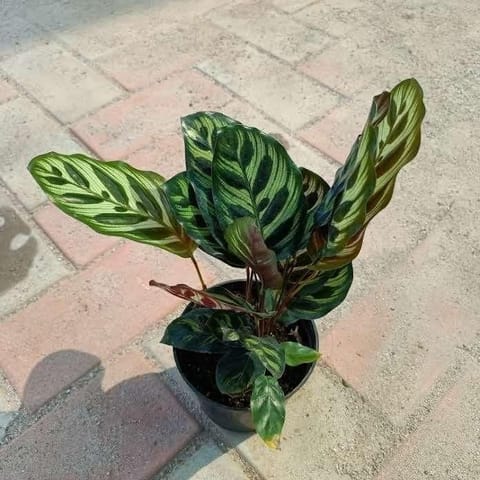 Exotic Calathea Peacock in 4 Inch Nursery Pot