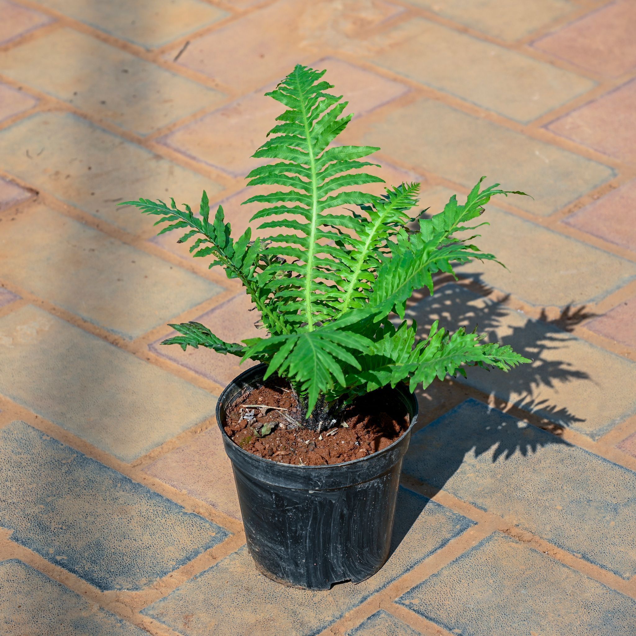 Fern Green in 5 Inch Nursery Pot