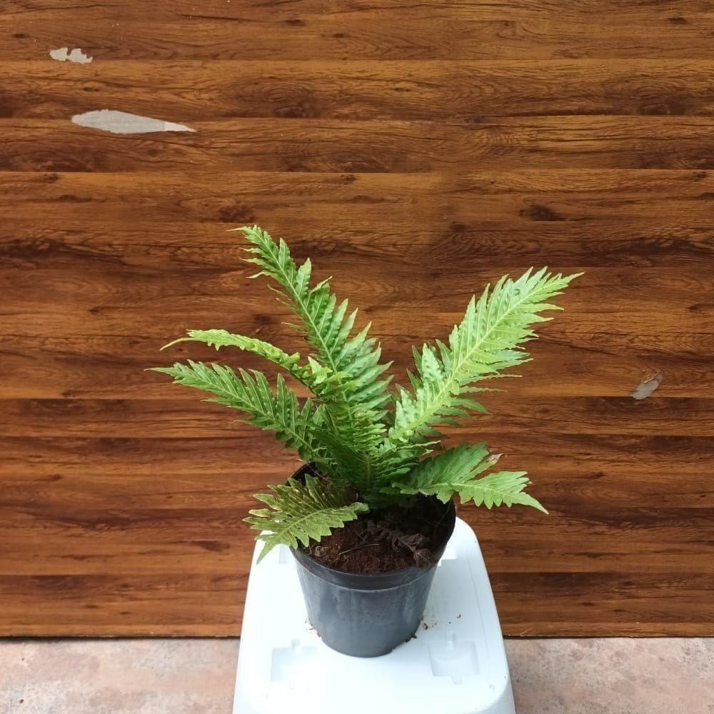 Fern Green in 5 Inch Nursery Pot
