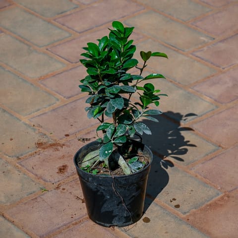 Ficus Bonsai in 4 Inch Nursery Pot