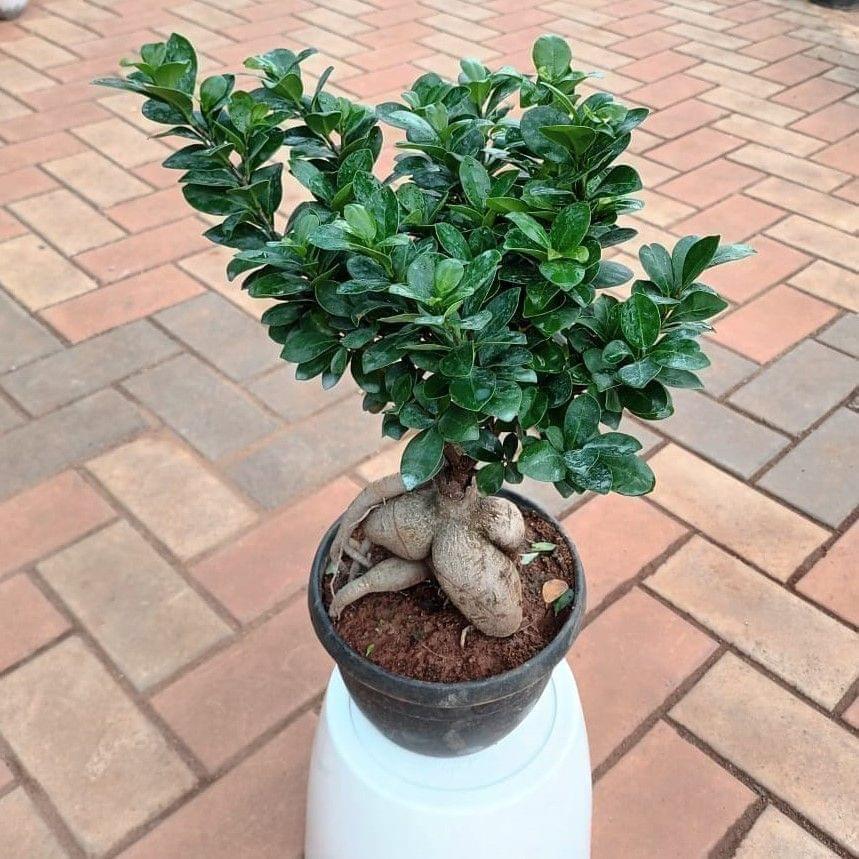 Ficus Bonsai in 8 Inch Nursery Pot