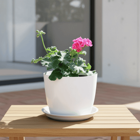 Geranium Pink in 6 Inch White Premium Sphere Plastic Pot with Tray