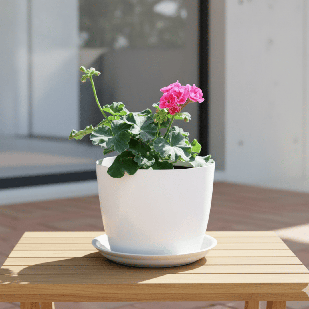 Geranium Pink in 6 Inch White Premium Sphere Plastic Pot with Tray