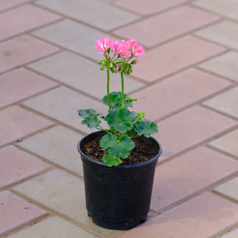 Geranium Pink in 4 Inch Nursery Pot