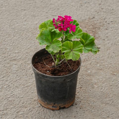 Geranium Pink in 5 Inch Nursery Pot