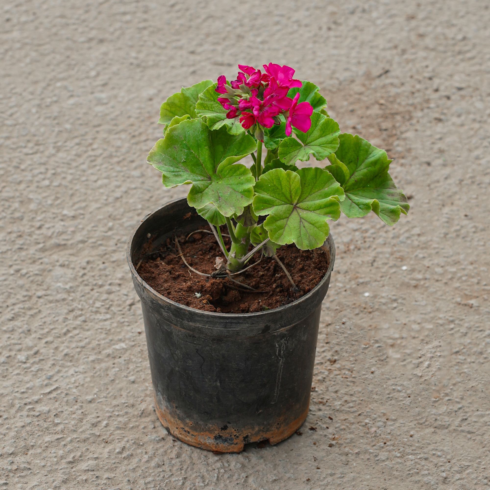 Geranium Pink in 5 Inch Nursery Pot