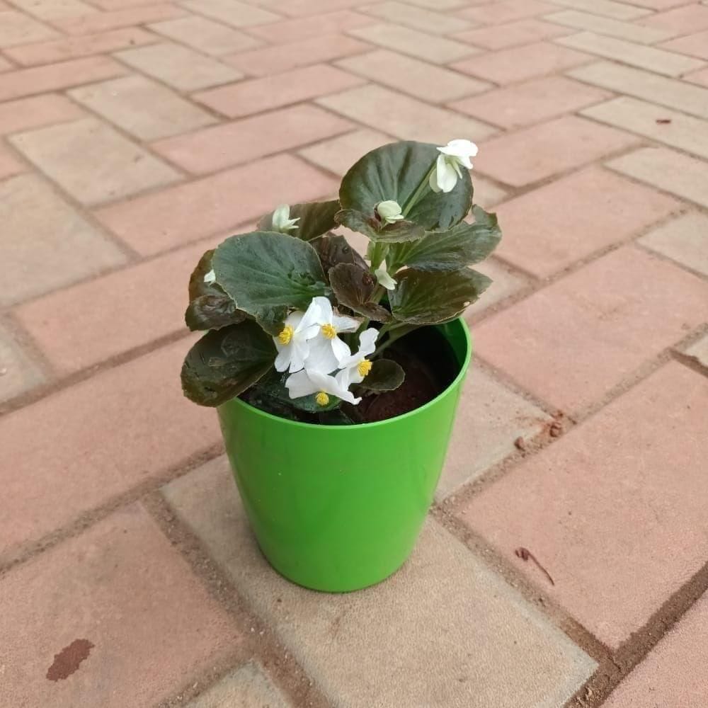Gift Ready - Begonia White in 5 Inch Elegant Plastic Pot (colour may vary) With a Chic Bag