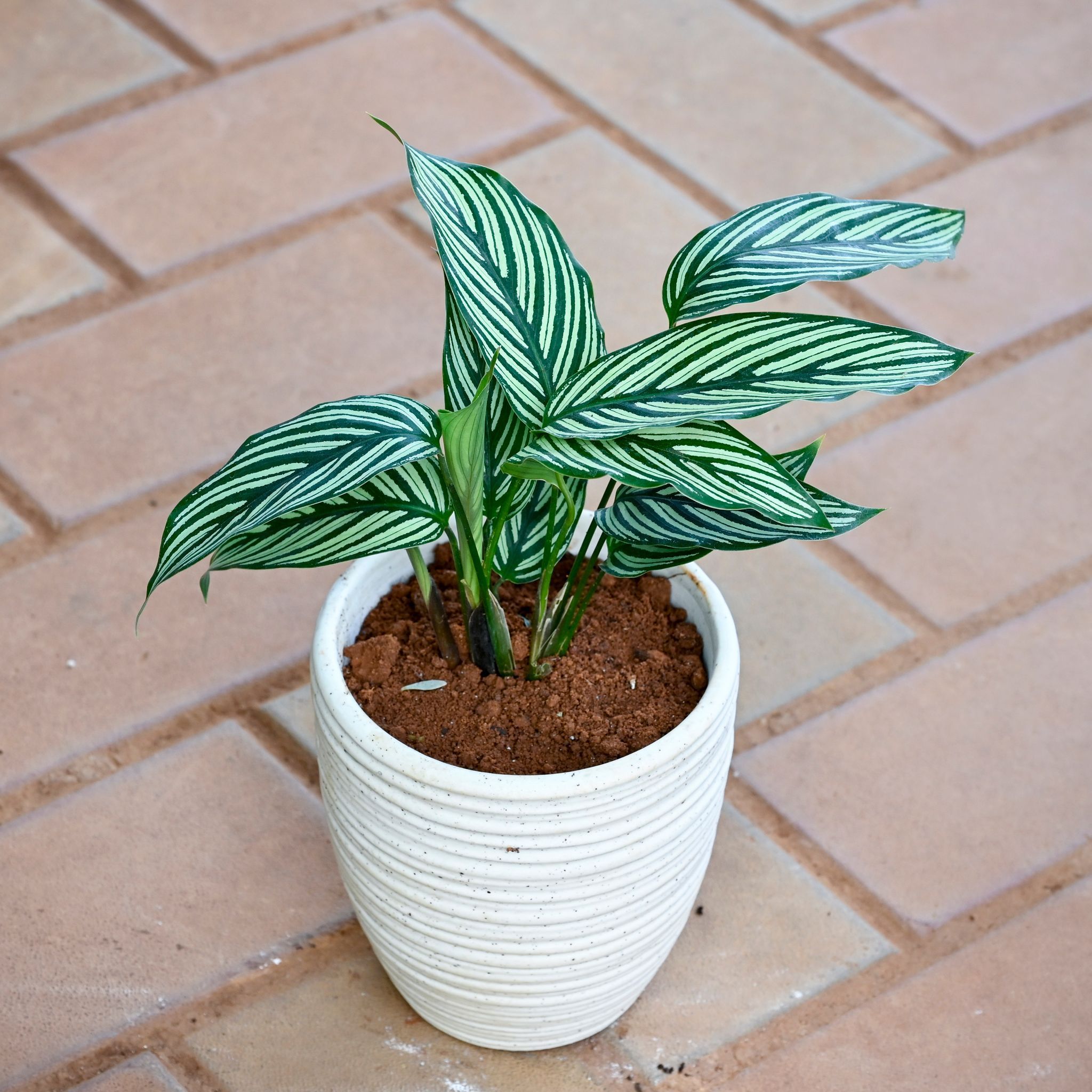 Gift Ready - Calathea Vittata in 5 Inch White Textured Ceramic Pot (any design) With a Chic Bag