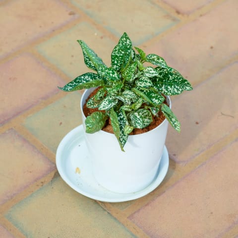 Gift Ready - Hyposthese / Polka Dot Green in 5 Inch White Premium Sphere Plastic Pot with Tray With a Chic Bag