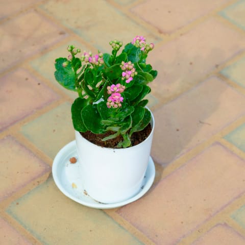 Gift Ready - Kalanchoe Pink Succulent in 5 Inch White Premium Sphere Plastic Pot with Tray With a Chic Bag