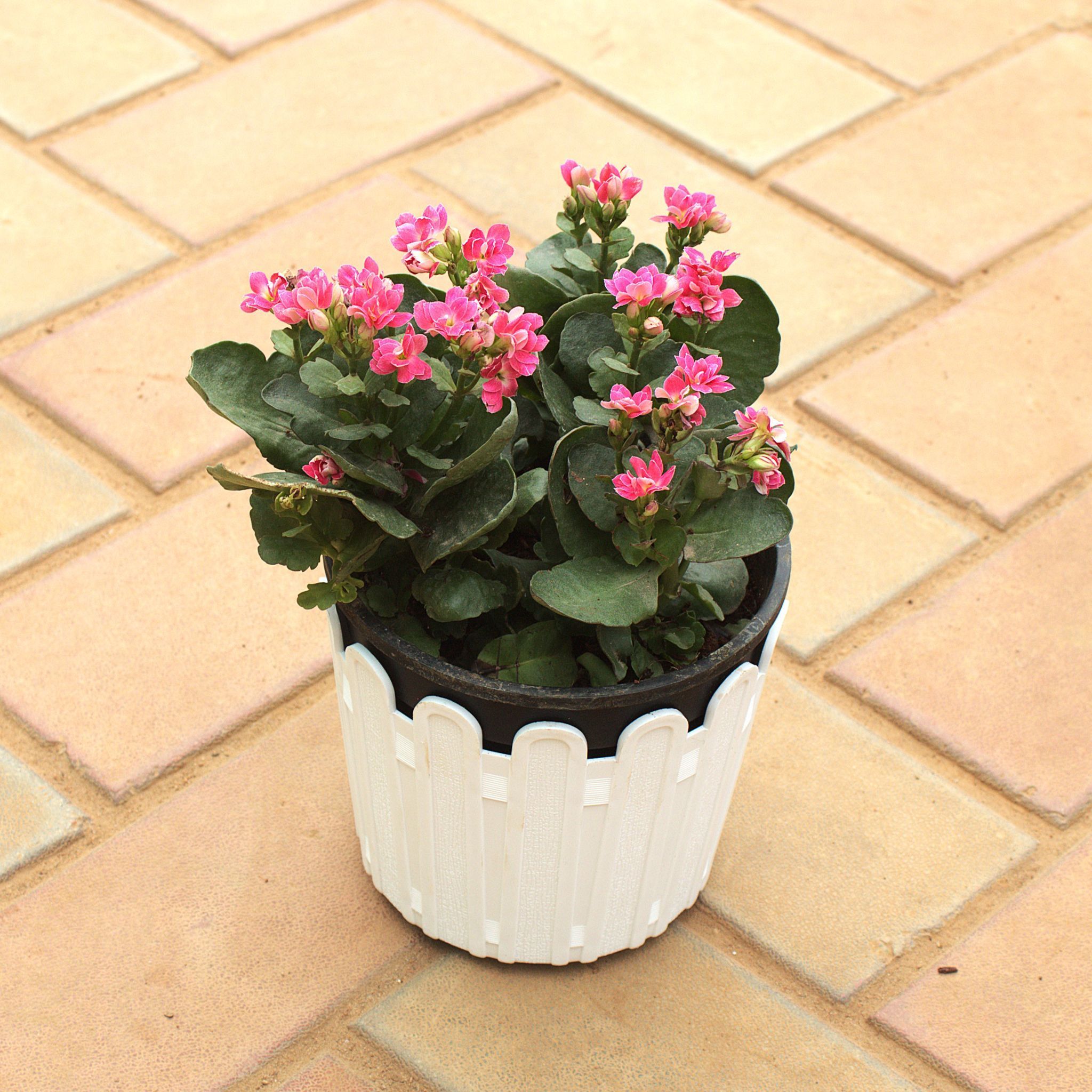 Gift Ready - Kalanchoe Pink Succulent in 5 Inch White Premium Tippy Plastic Pot With a Chic Bag