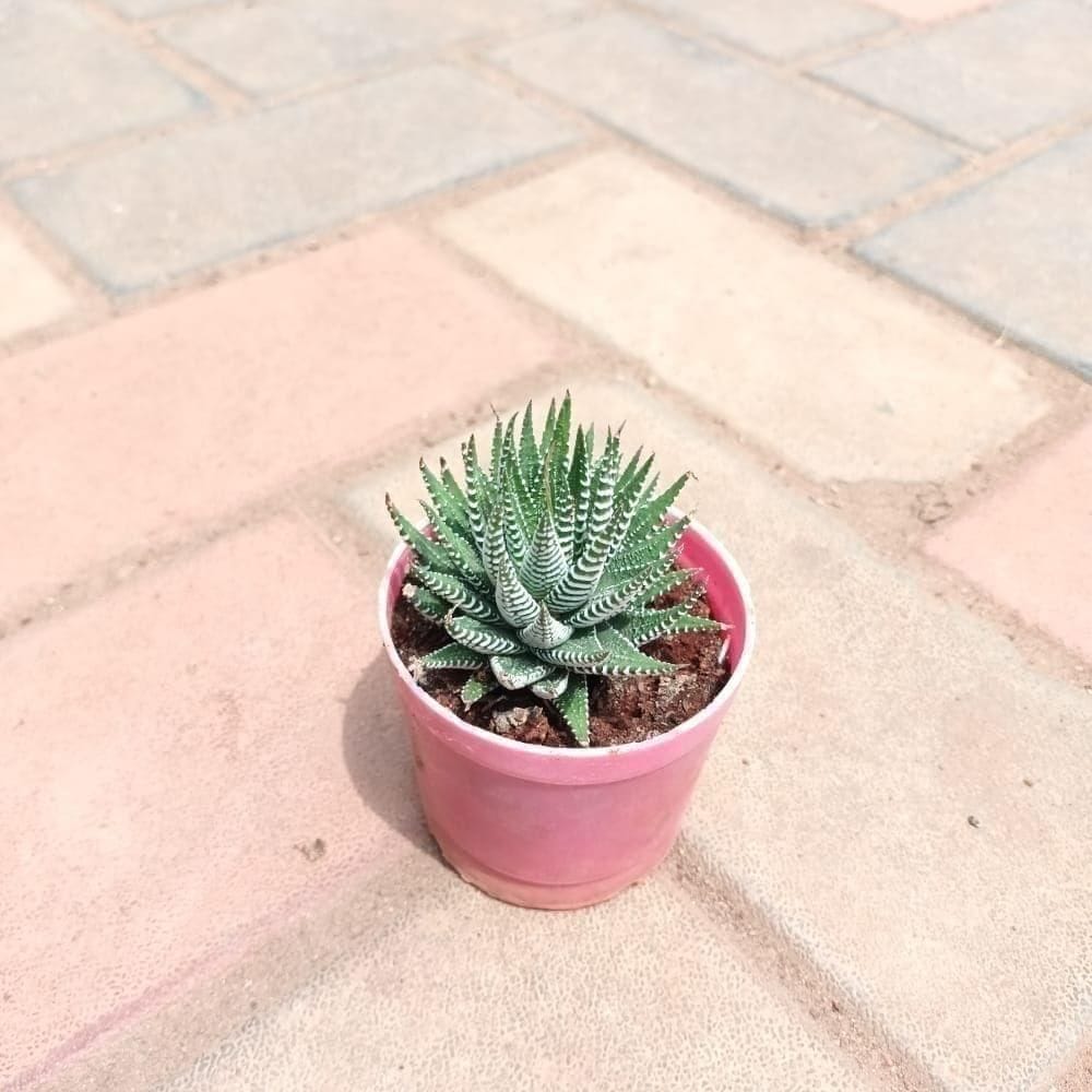 Hawortiya Zebra Succulent in 3 Inch Elegant Plastic Pot (colour may vary)