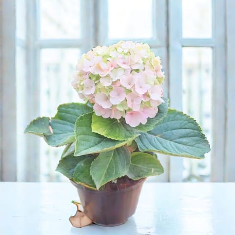 Hydrangea (Any Colour) in 5 Inch Nursery Pot