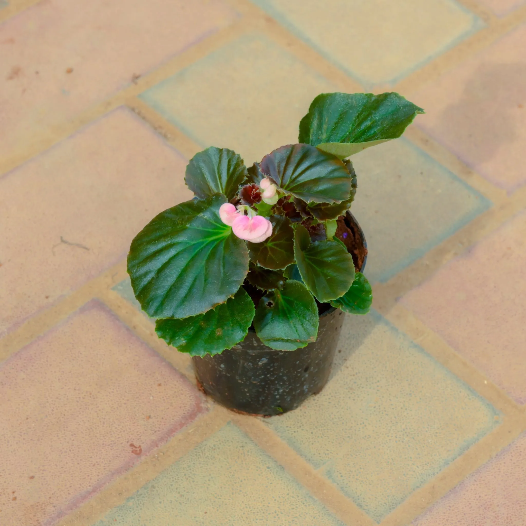 Begonia (Any Colour) in 4 Inch Nursery Pot