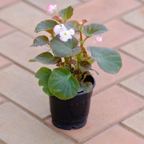 Begonia Light - Pink in 4 Inch Nursery Pot