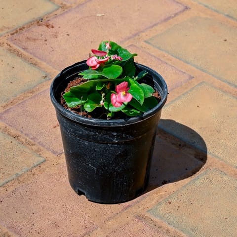 Begonia Pink in 4 Inch Nursery Pot