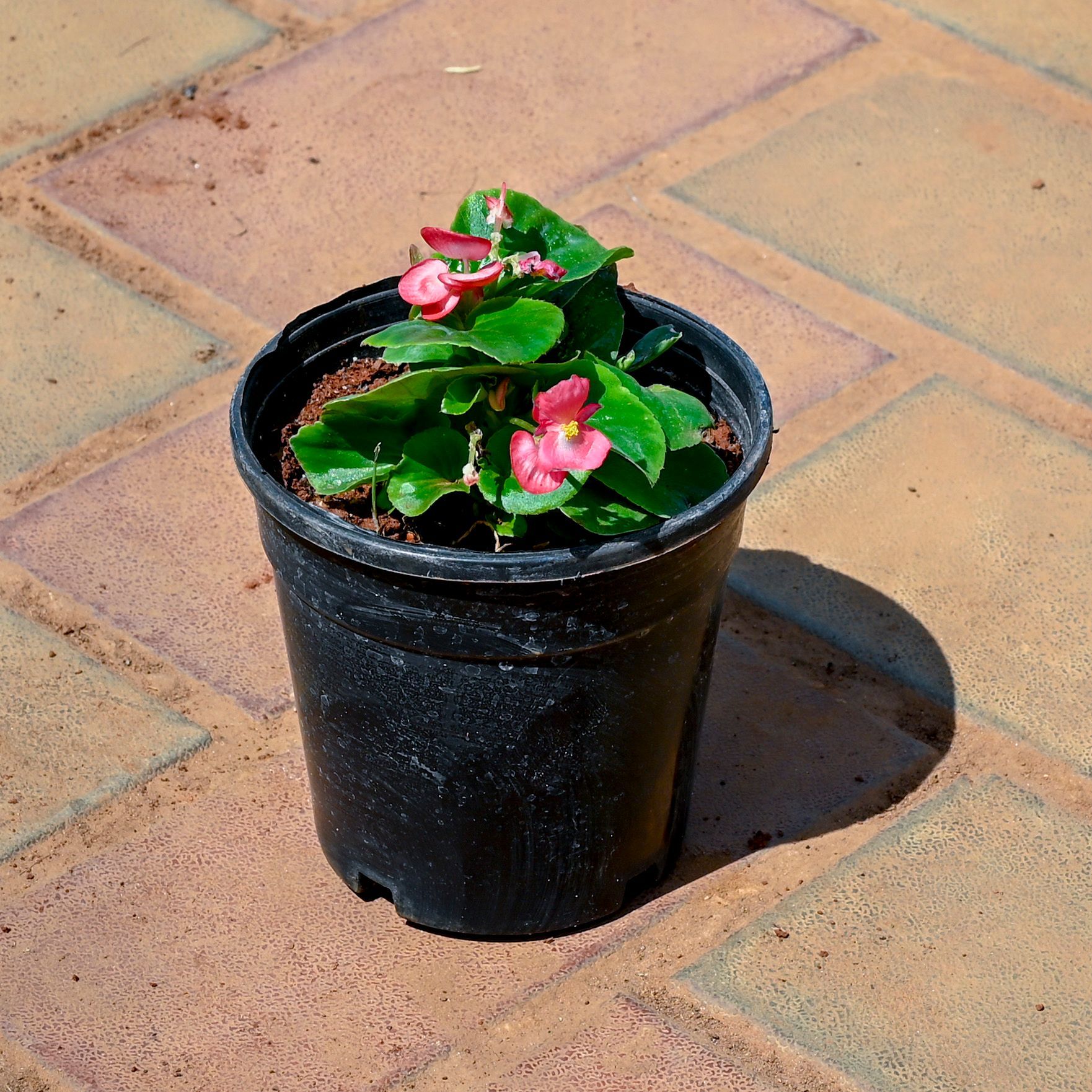 Begonia Pink in 4 Inch Nursery Pot