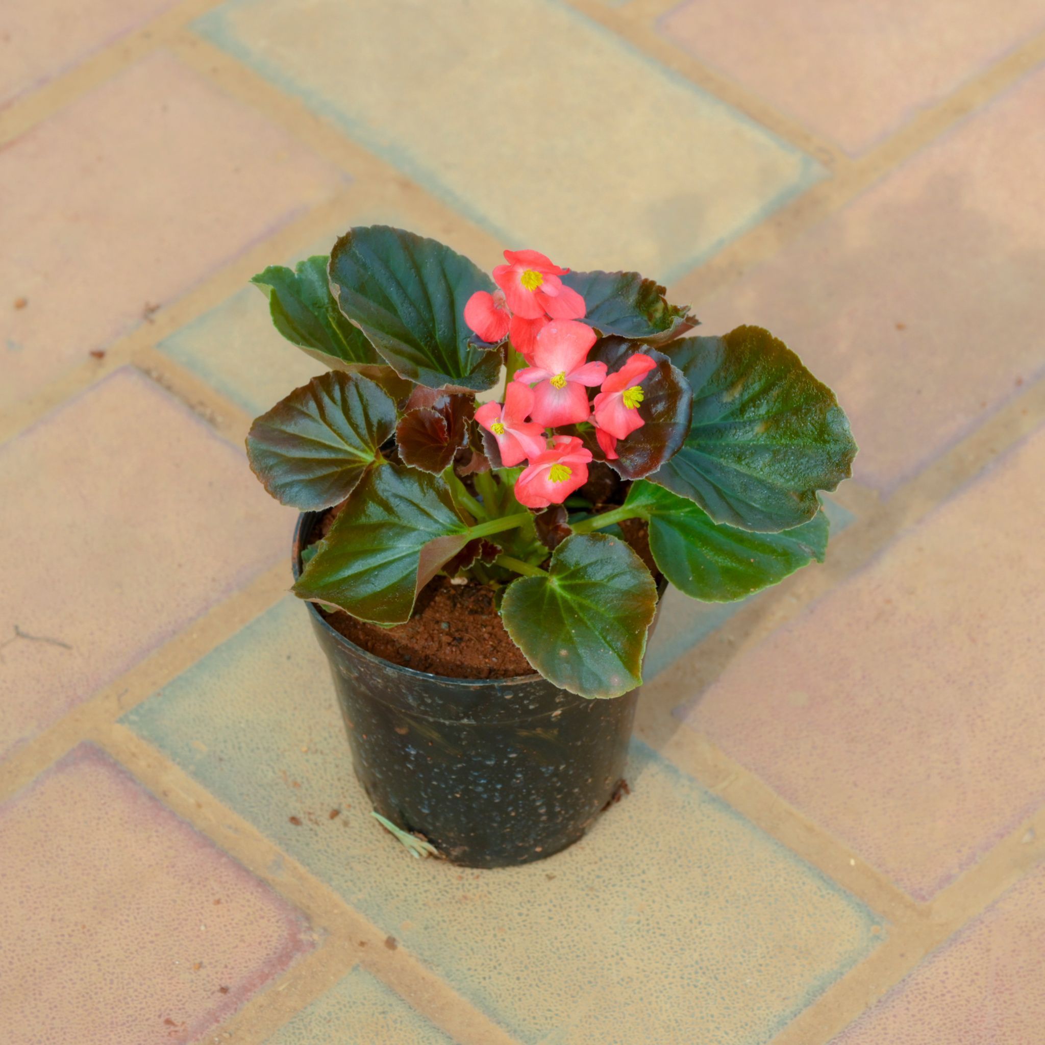 Begonia Red in 4 Inch Nursery Pot
