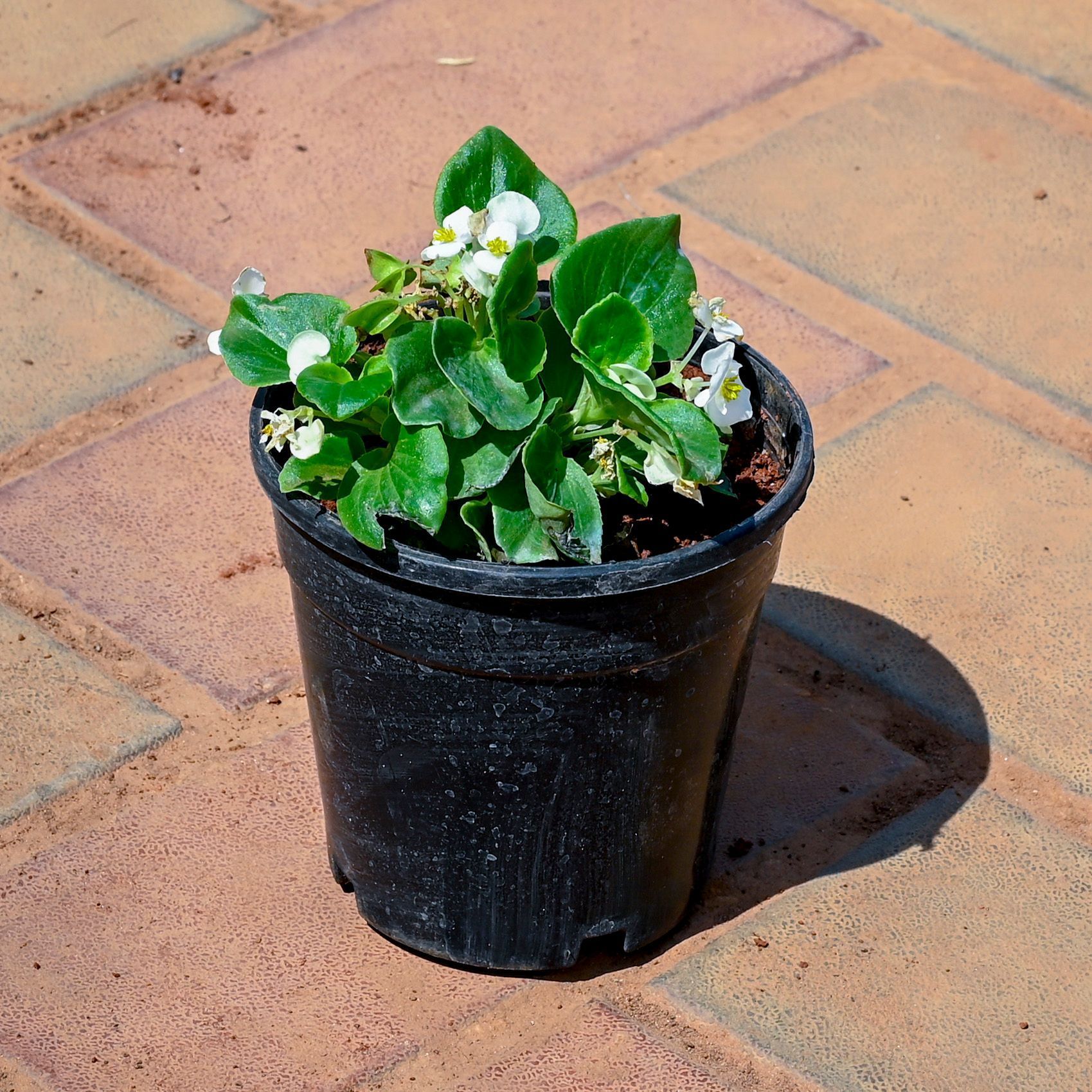 Begonia White in 4 Inch Nursery Pot