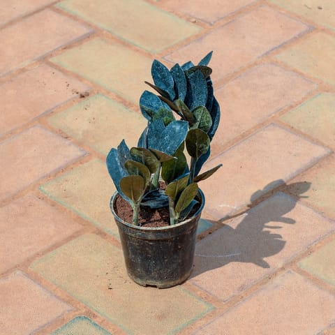 Zz Black in 4 Inch Nursery Pot