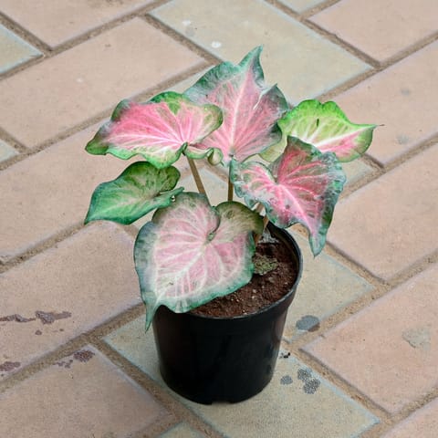 Caladium / Heart of Jesus (Any Colour) in 5 Inch Nursery Pot