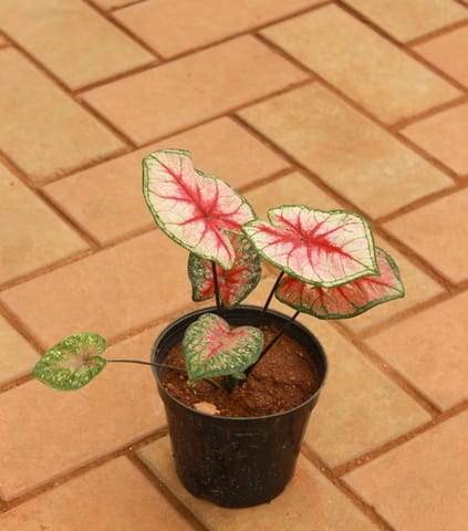 Caladium / Heart of Jesus Red Tip in 4 Inch Nursery Pot