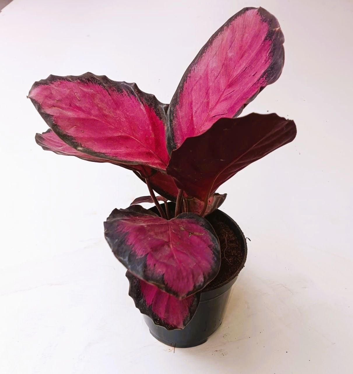 Calathea Dottie in 4 Inch Nursery Pot