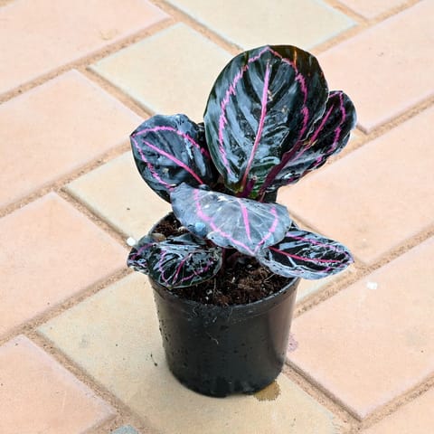 Calathea Dottie Red in 4 Inch Nursery Pot